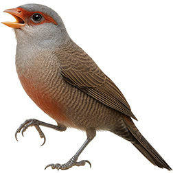 Common Waxbill
